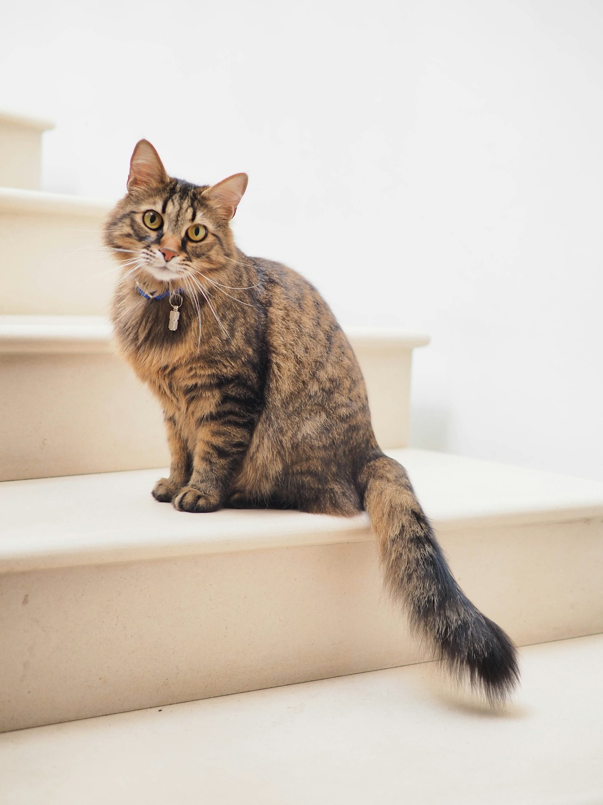 A cat at home, inspiration for an everyday keepsake story